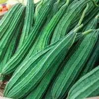 Fresh Ridge Gourd