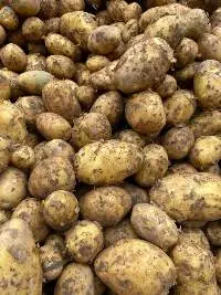 Fresh Potato