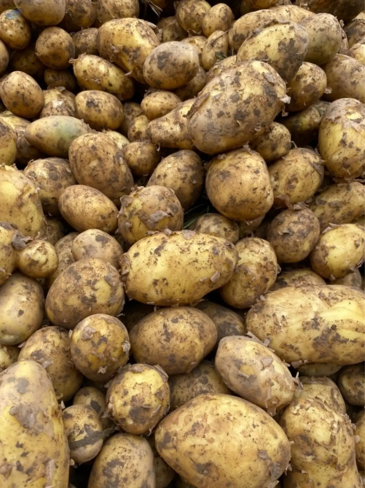Fresh Potato