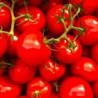 Fresh Tomato