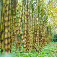 Fresh Raw Sugarcane