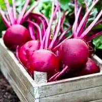 Fresh Beetroot