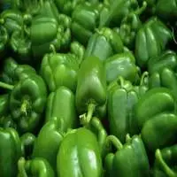 Fresh Green Capsicum