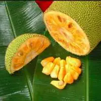 Fresh Jackfruit