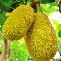 Fresh Jackfruit