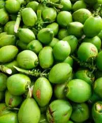 Organic Tender Coconut