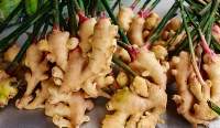 Fresh Ginger