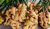 Fresh Ginger
