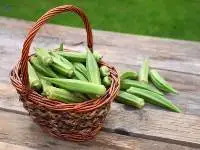 Lady Finger
