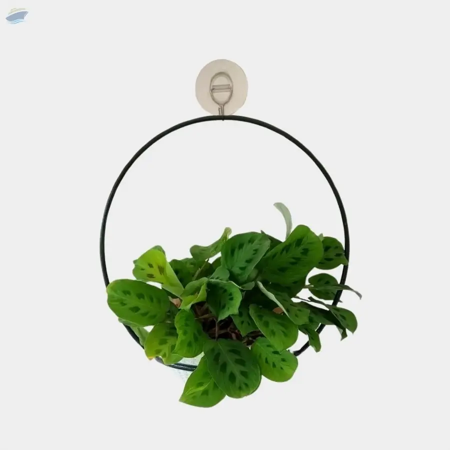 Wall Mounted Holders