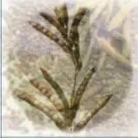 Guar Gum Powder