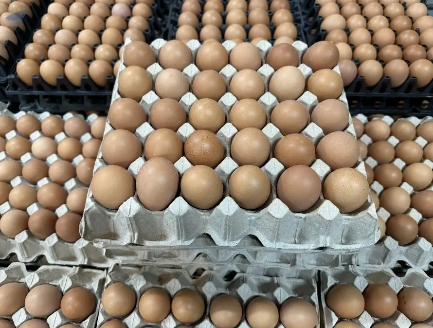 Fresh Brown Chicken EGGs
