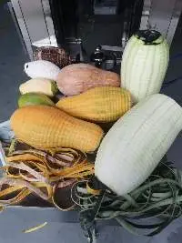 Pumpkin Peeling Machine