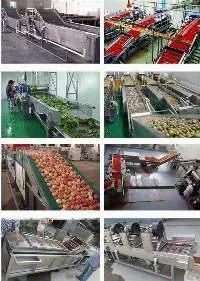 Cleaning Leaf Root Vegetable Washing Machine