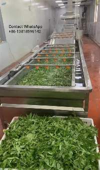Vegetable Washing Machine Process Line