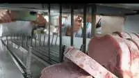 Meat Bone Sawing Machine For Food