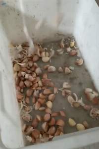 Garlic Clove Separator Garlic Peeling Machine