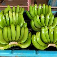 Cavendish Banana