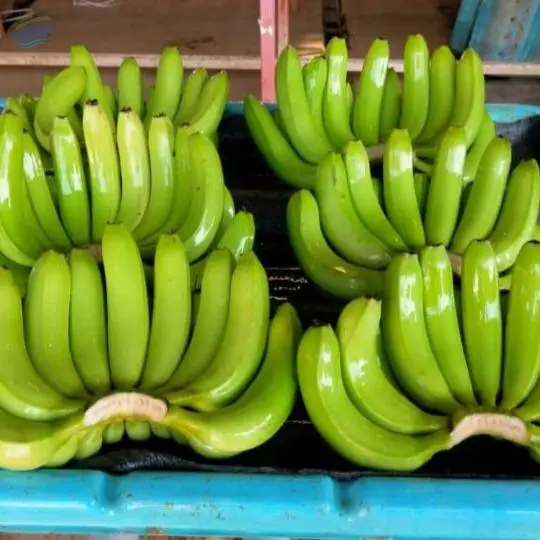 Cavendish Banana