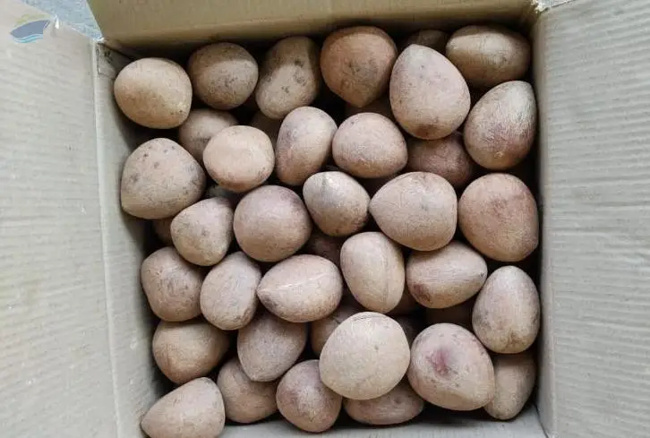 Ball Copra