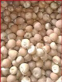 Betel Nut