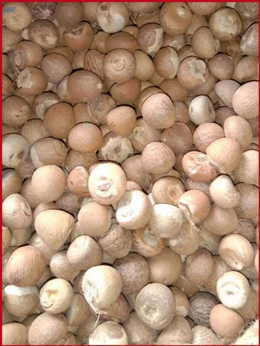 Betel Nut