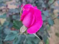 Red Rose
