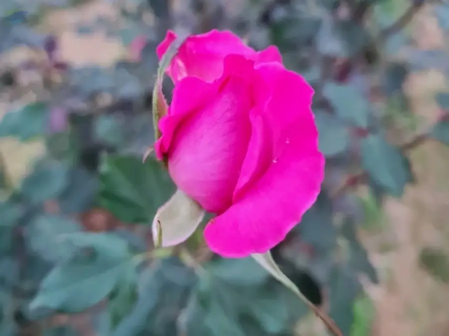 Red Rose
