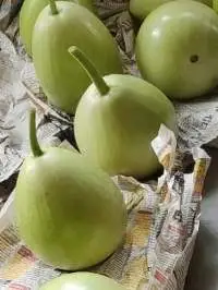 Gourd