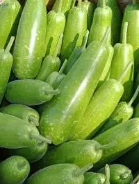 Bottle Gourd