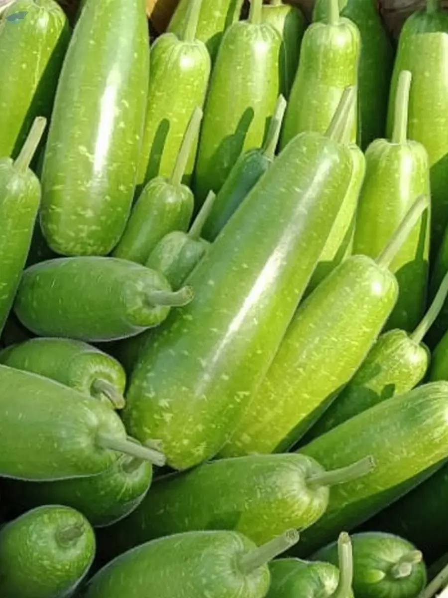Bottle Gourd