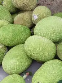 Jackfruit