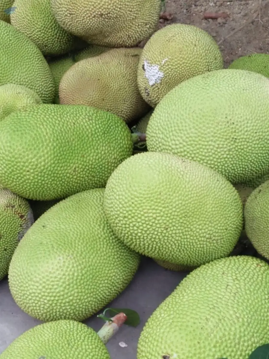 Jackfruit