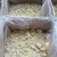 Gum Damar