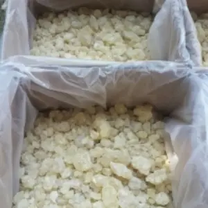 Gum Damar