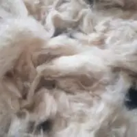 Kapok Fiber (Raw Cotton) Indonesia Origin