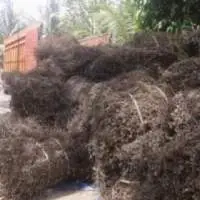 Grass Jelly Dried Raw Material