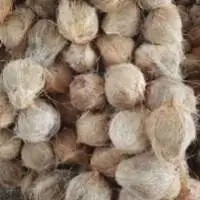 Fresh Coconut Semi Husked Indonesia Origin