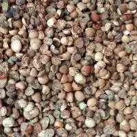 Betelnut Split Indonesia Origin