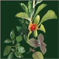 Herbal Extract Oils (Essential Oils)