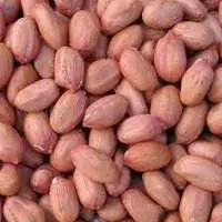 Raw Peanut Kernels / Raw Groundnut Kernels