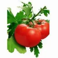 Tomato Pulp