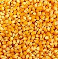 Corn