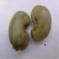 Premium Raw Cashew Nuts for Global Export