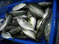 Indian Mackerel