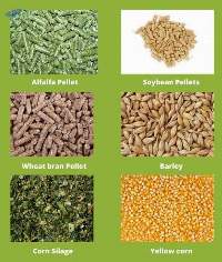 Animal Feed