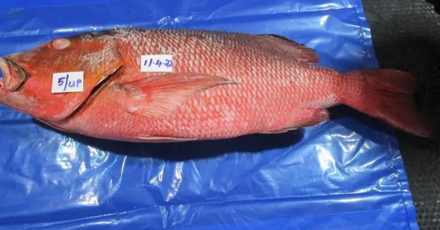 Red Snapper Whole Round