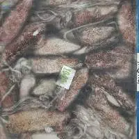 Squid whole - Loligo