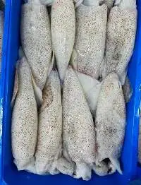 Squid Loligo ( white )
