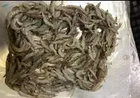 Freshwater Shrimps ( Thelly )